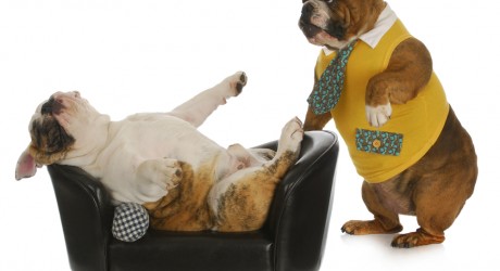 Dog psychiatrist image courtesy of shutterstock.com