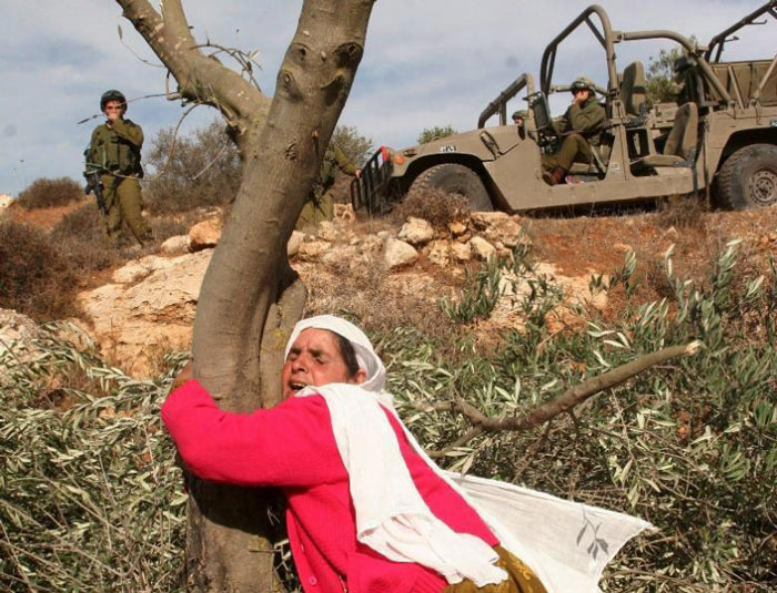 Image result for olive orchard palestine